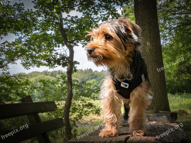 Yorkshire Terrier Dog Terrier Small Dog Vigilant Dog