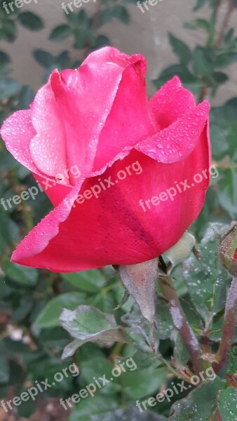 Rain Is A Great Rose Red Roses Red Free Photos