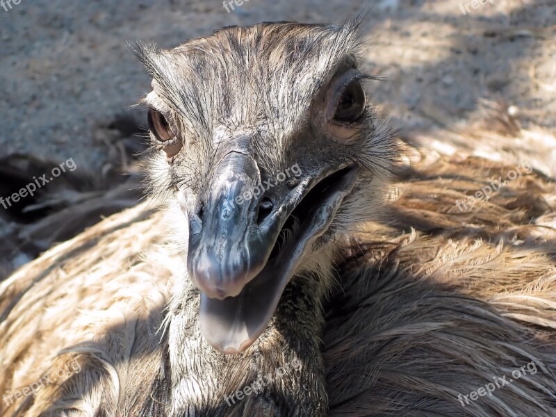 Ostrich Bird Flightless Free Photos