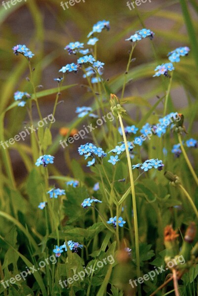 Flower Blue Forget-me-not Spring Plant