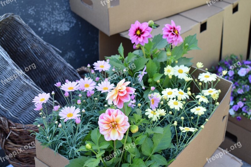 Dahlia Pink Garden Flower Summer