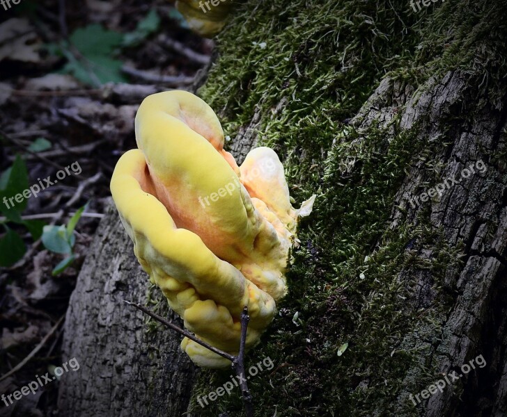 Mushroom Yellow Nature The Parasite Free Photos