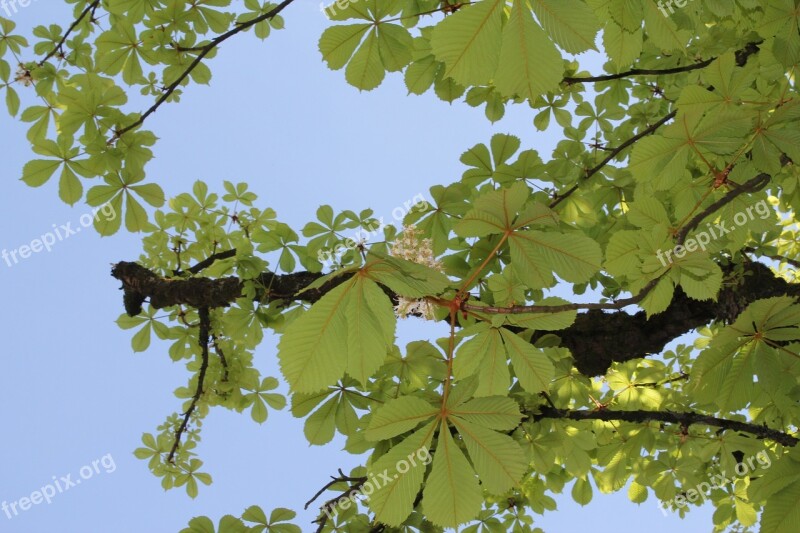 The Chestnut Tree Chestnut Flowers Chestnut Tree Leaves