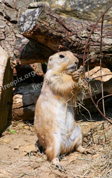 Prairie Dog Rodent Prairie Wildlife Nature