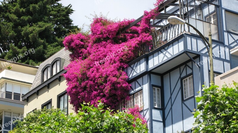 San Francisco Pink Flowers Lombard Street Free Photos