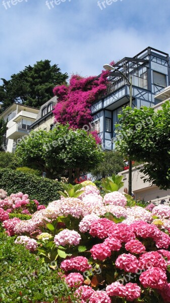 San Francisco Pink Flowers Lombard Street Free Photos