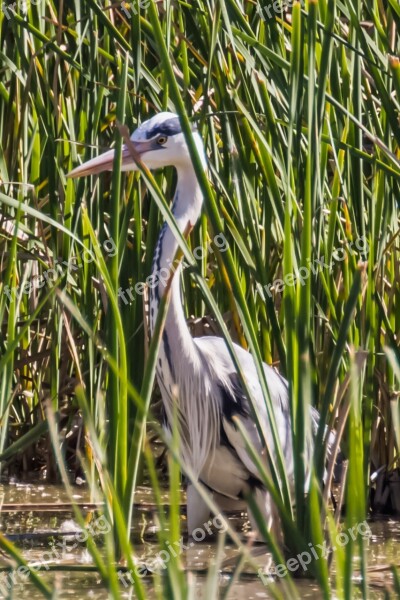 Spain Andalucia El Rocio Parque Nacional De Doñana Birding