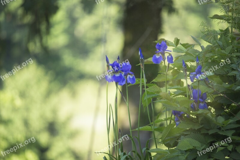 Irises Blue Flowers Morning Garden