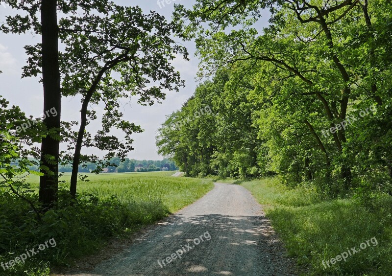 Münsterland Parklandschaft Forest Fields Cereals