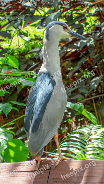 Nature Bird Animal Feather Ornithology