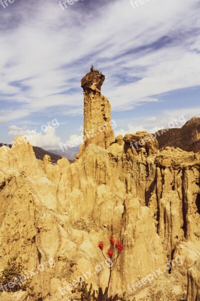 Moon Valley La Paz Cliff Blossom Bloom