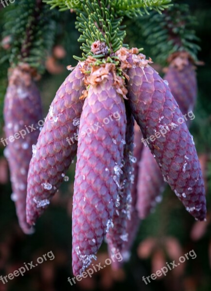 Pine Cones Depend Spring Brown Green