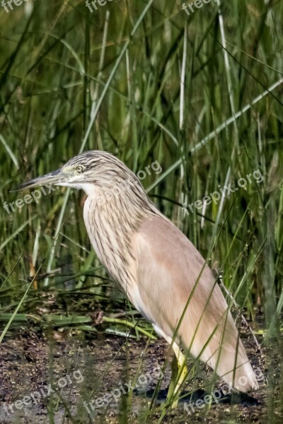 Spain Andalucia Parque Nacional De Doñana Birding Garcilla Cangrejera