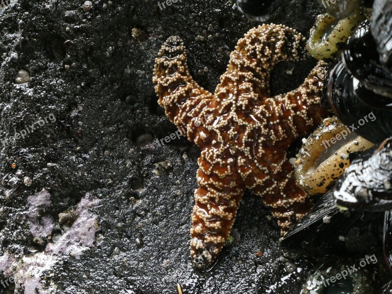 Starfish Ocean Beach Marine Life