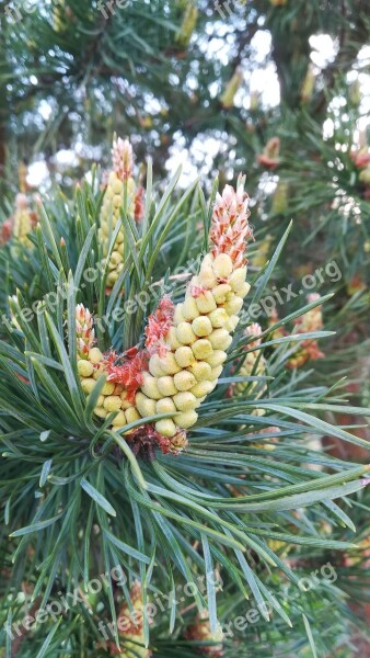 Pine Cone Pine Needles Spring Nature