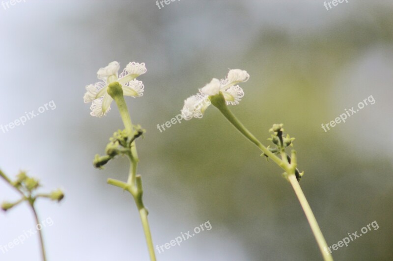 Flowers Daylight Spring Day Summer