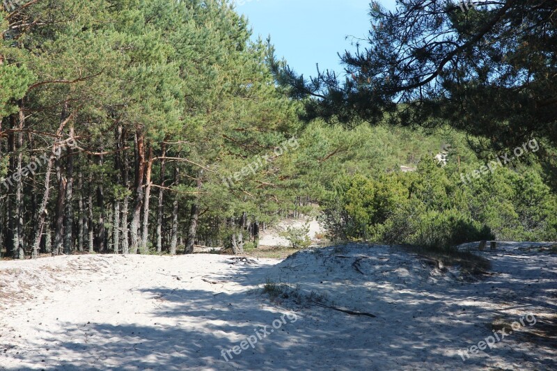 Forest Coniferous Forest Nature Trees Summer