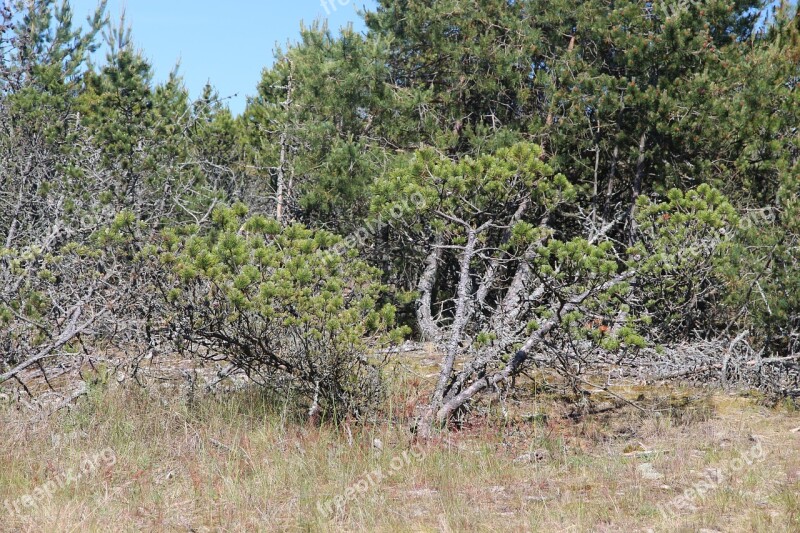 Forest Coniferous Forest Nature Trees Summer