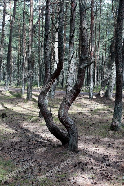 Forest Coniferous Forest Nature Trees Summer