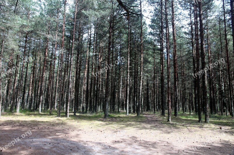 Forest Coniferous Forest Nature Trees Summer