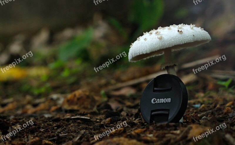 Cañoñ Canon Cap Common Mushroom Diet Food