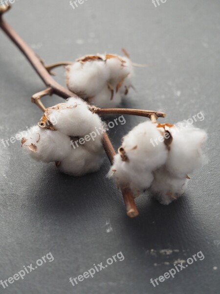 Cotton Cotton Plant Cotton Capsule Free Photos