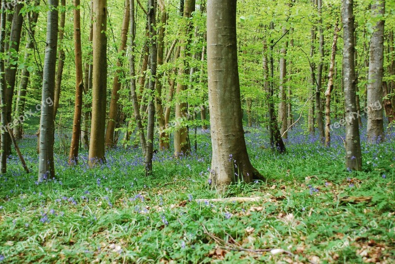 Bluebells Beach Woodland Forest Spring