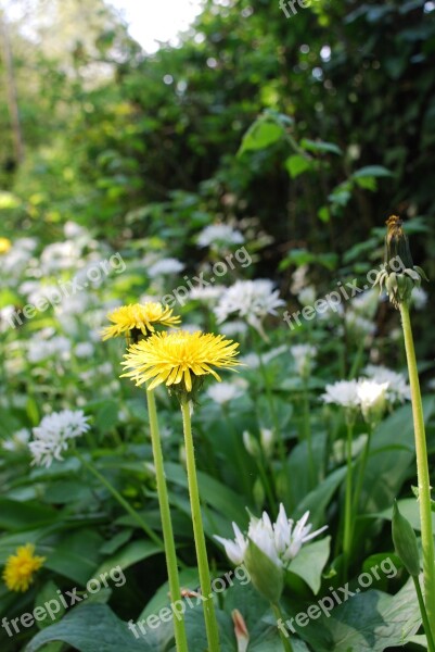 Dandelion Nature Hedgerow Free Photos