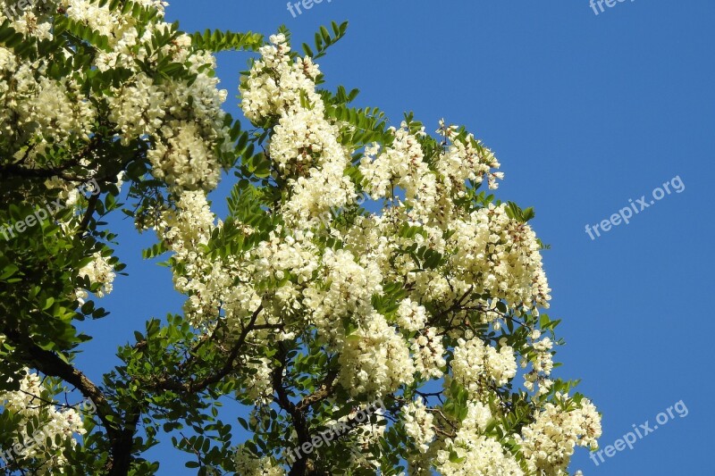 Acacia Sky Blue Sky Tree Plants