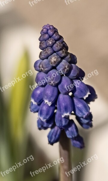 Grape Hyacinth Blossom Bloom Garden Spring