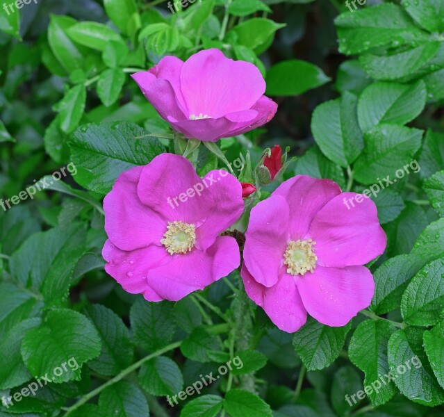 Rose Rugosa Rose With Buds Bud Rain-wet Flower