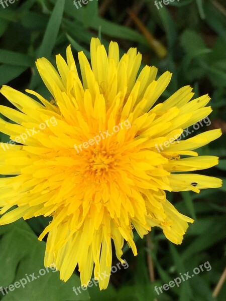 Blossom Bloom Dandelion Yellow Flower