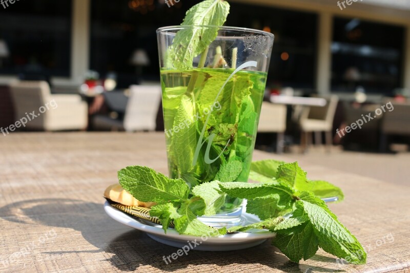 Fresh Mint Tea Drink Tea Taste Free Photos