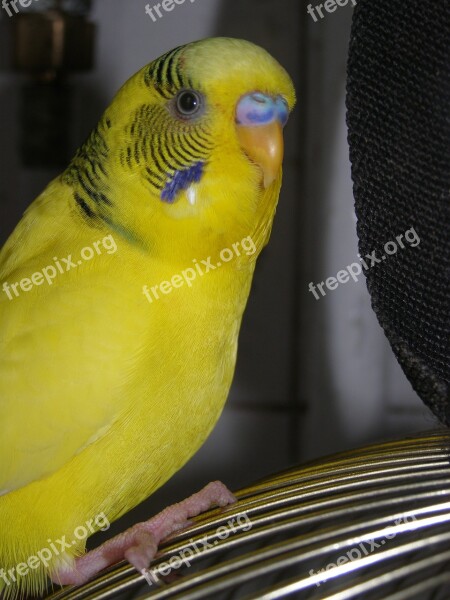 Parrot Bird Birds Beak Feathers