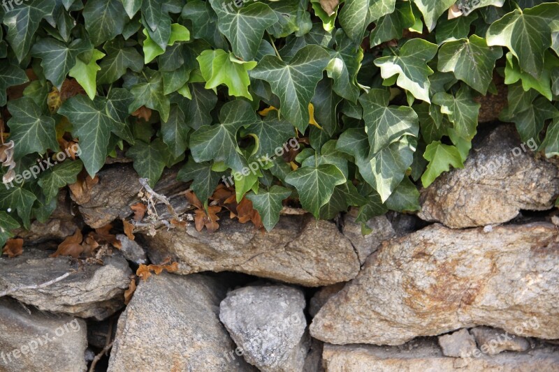 Ivy Dry Stone Wall Stone Wall Climber Plant Structure