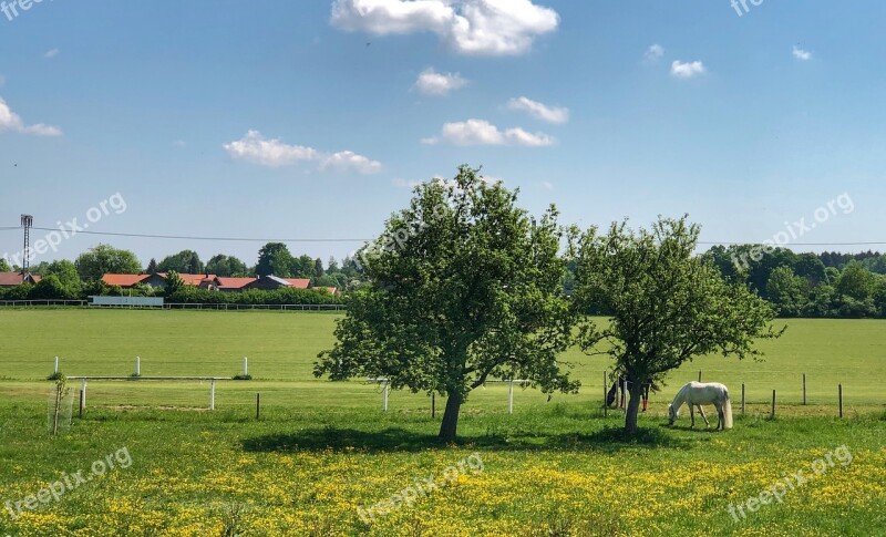 Meadow Horse Coupling Animal Nature