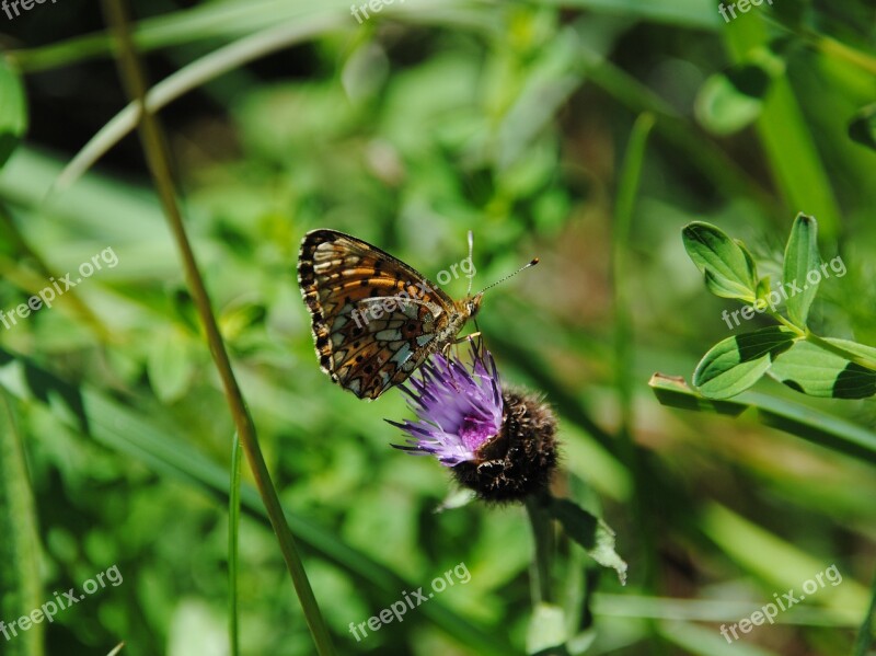 Butterfly Spring Meadow Close Up Butterfy