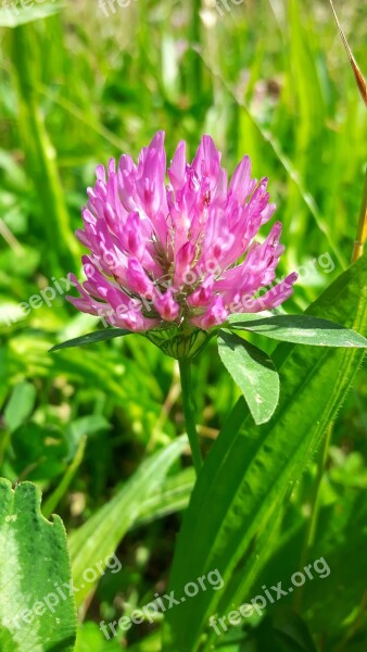 Flower Clover Nature Leaves Free Photos