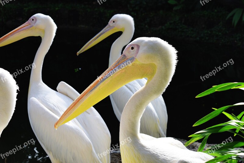 Pelican Bird Nature Beak Pelecanus Onocrotalus