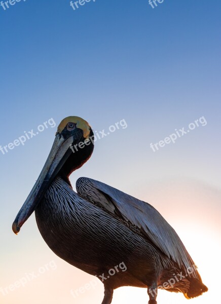 Bird 80d Cañoñ Sunset Pelican