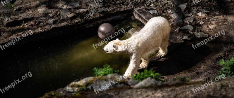 Bear Zoo Polar Bear Animal Nature