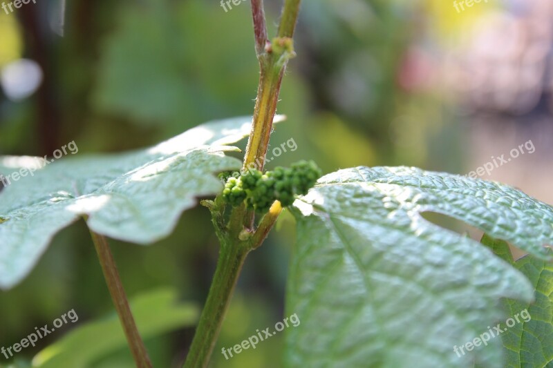 Wine Wine Leaf Sun Sunbeam Grape Crop