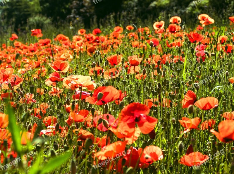 Poppy Poppy Flower Field Of Poppies Red Klatschmohn