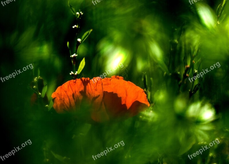 Poppy Poppy Flower Field Of Poppies Red Klatschmohn