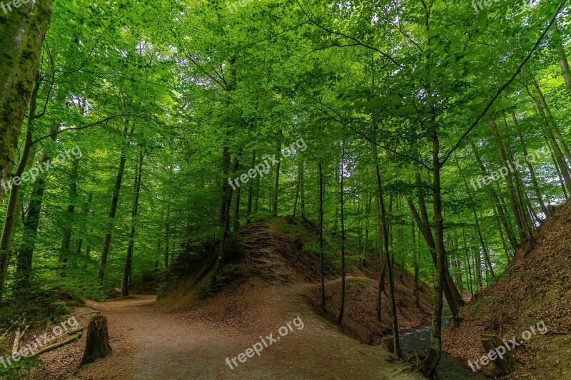 Forest Nature Landscape Trees Forests