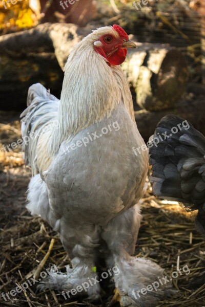 Hahn Chicken Chickens Bird Animal