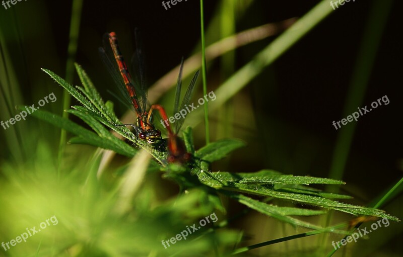 Dragonfly Pairing Flight Insect Nature Multiplication