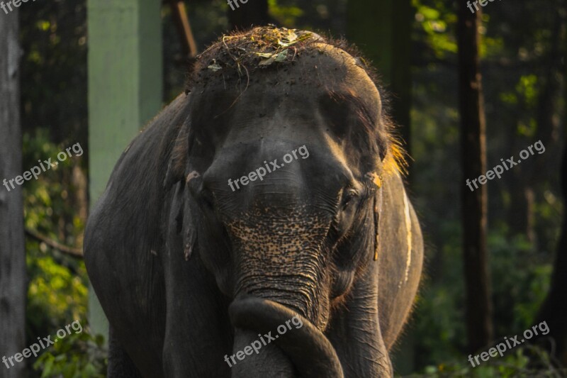 Elephant Animal Nationalpark Wild Wildlife