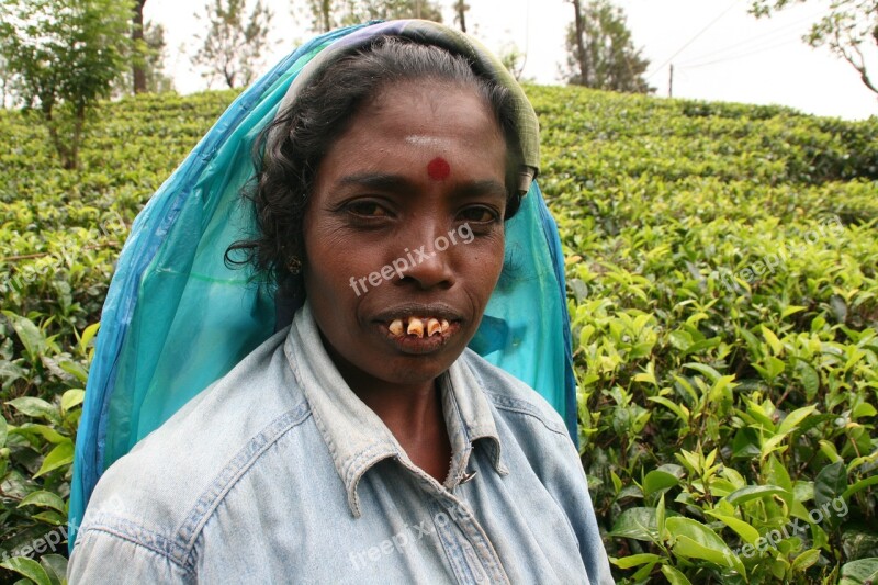 Sri Lanka Asia Woman Tea Plantation