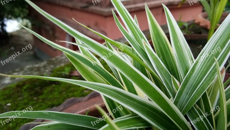 Beauty Of Nature Grass Strips On Leaves Free Photos